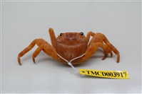 藏品(白紋方蟹)的圖片